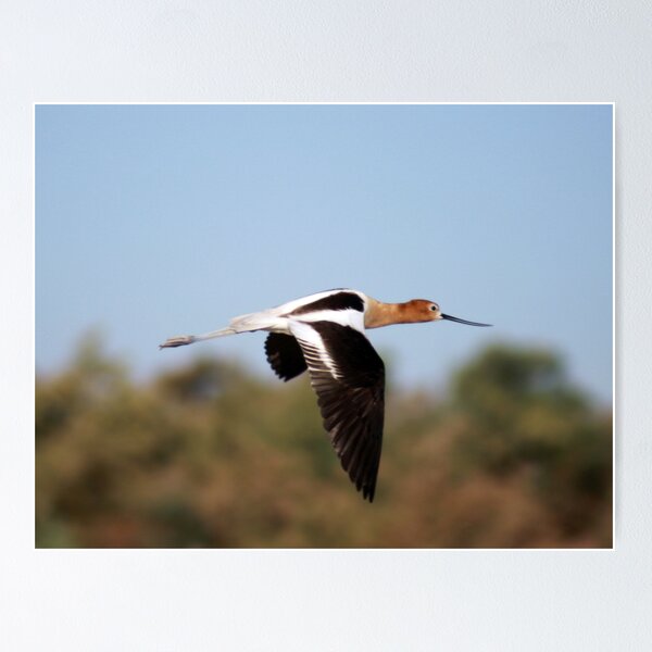 Item preview, Fly By designed and sold by Tammy  (Robison)Espino.