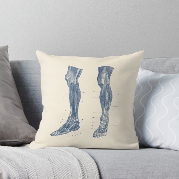 Item preview, Leg Muscular System - Dual View  designed and sold by VAposters.