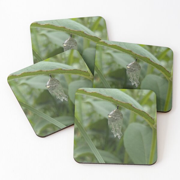 Item preview, Spent Monarch Chrysalis  designed and sold by Bug Shots.