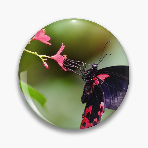 Item preview, Hungry Scarlet Mormon Butterfly designed and sold by richardbryce.