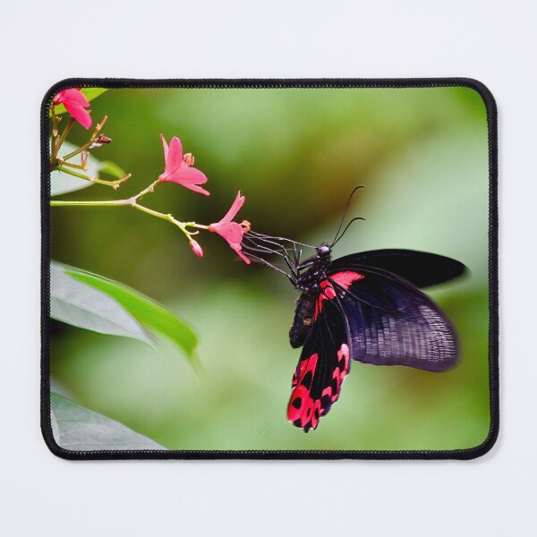 Item preview, Hungry Scarlet Mormon Butterfly designed and sold by richardbryce.