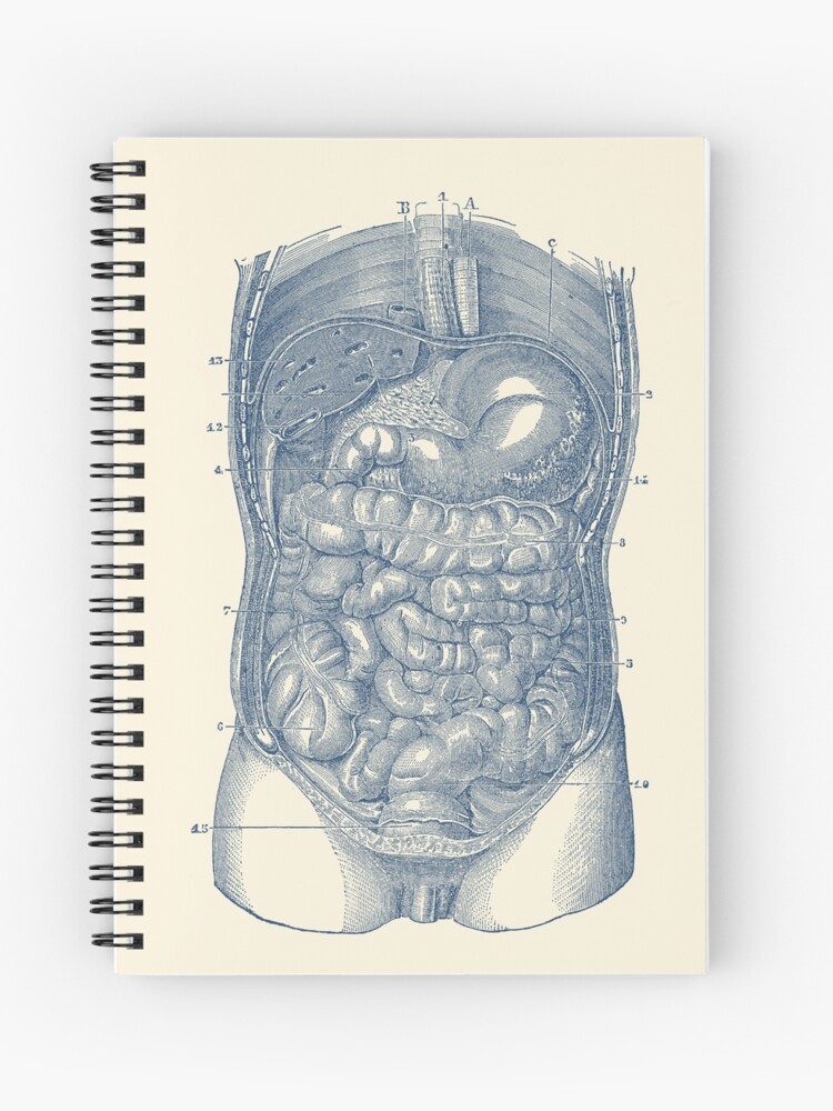 Digestive System Of Man Drawing - Drawing.rjuuc.edu.np