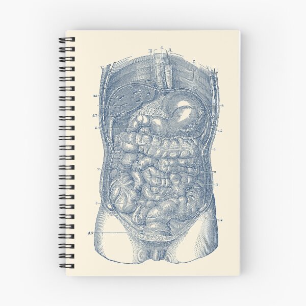 Item preview, Digestive System Diagram designed and sold by VAposters.