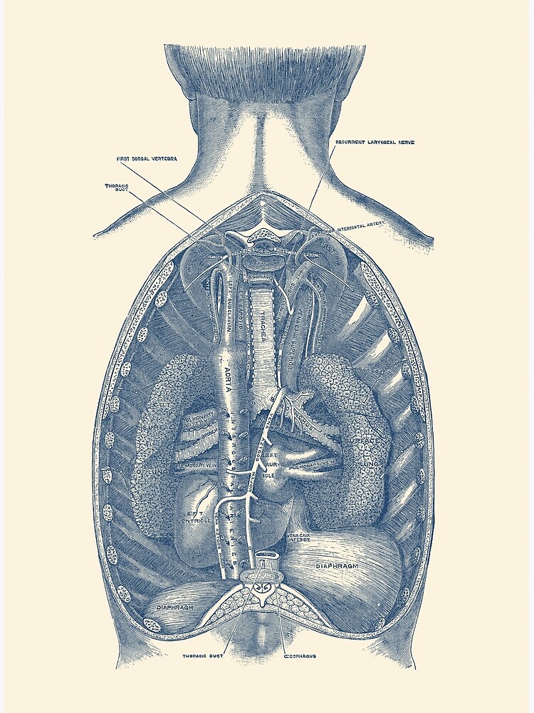 Diaphragm Human Anatomy - Rear View Poster for Sale by VAposters