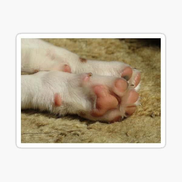 Item preview, Puppy feet designed and sold by Tonia Delozier's Photography .