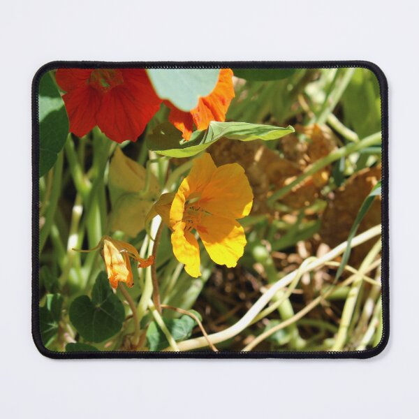 Item preview, Garden nasturtium designed and sold by McFleur's Lens.