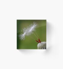 1057 Waiting to lift off - Macro Acrylic Block