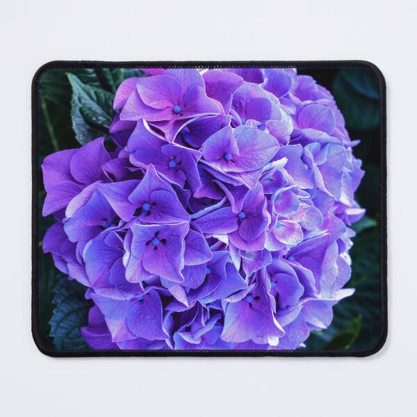 Item preview, Hydrangea, Macro designed and sold by Tom McPherson Photography.