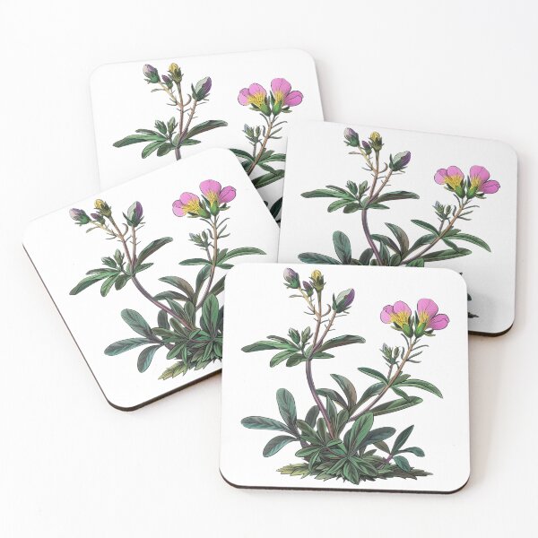 Item preview, Alpine Rose Botanical Illustration designed and sold by Artcurrents.