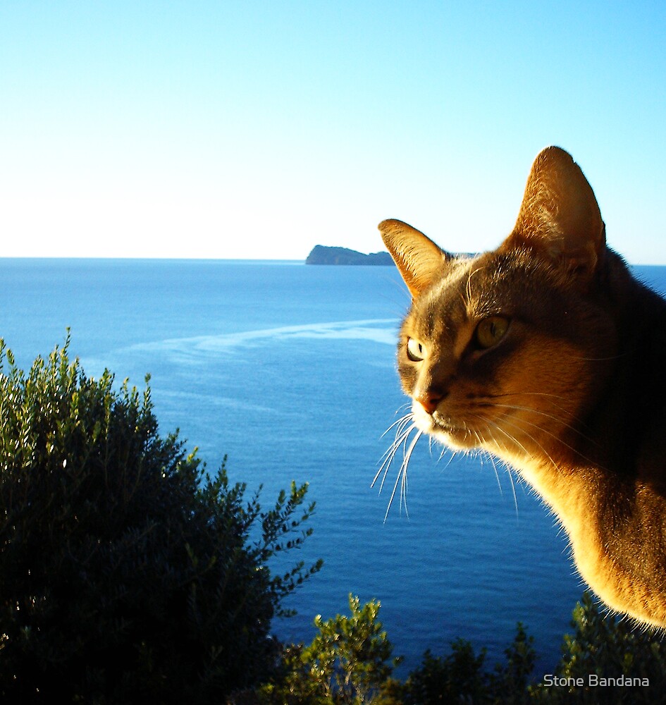  Zaki Lazuli Not Shopped Blue Abyssinian Cat and Ocean by 