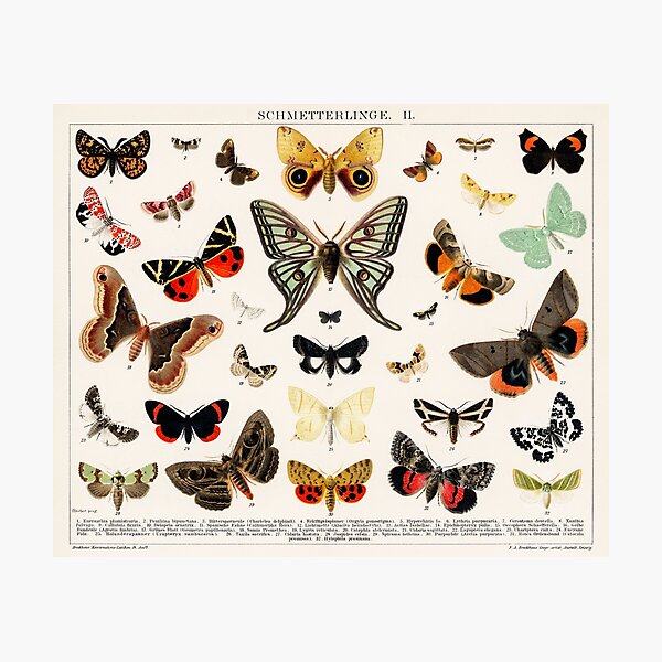 Item preview, Butterflies 1V designed and sold by ncbennett.