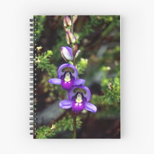 Artikelvorschau, Disa graminifolia Orchideenart Südafrika entworfen und verkauft von Henkjv.