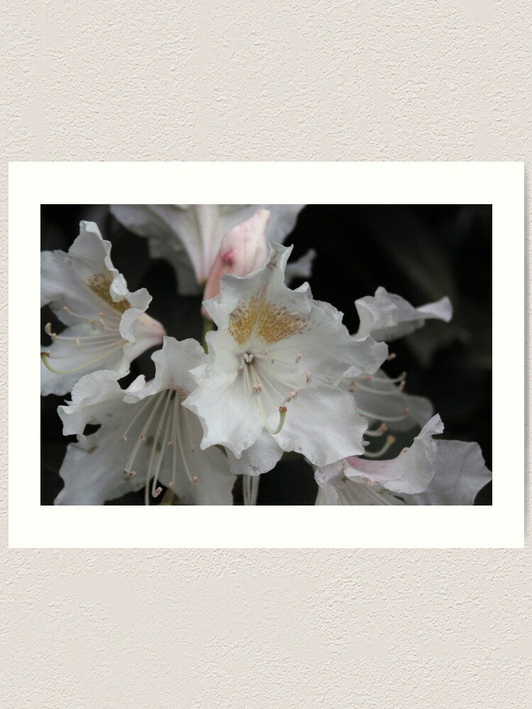 Alternate view of White and Gold Azaleas Art Print