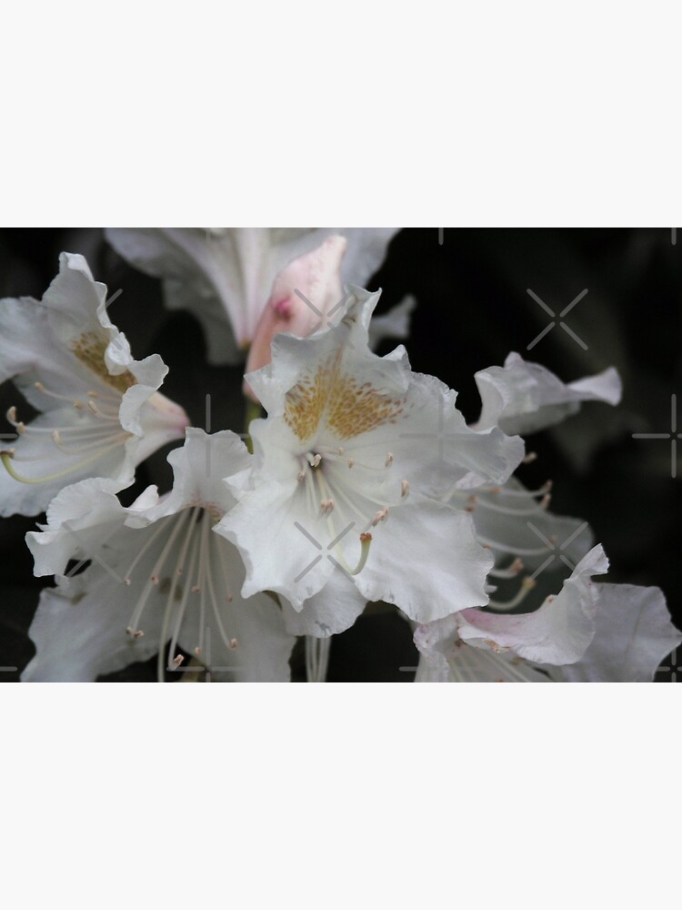 White and Gold Azaleas by Sarinilli