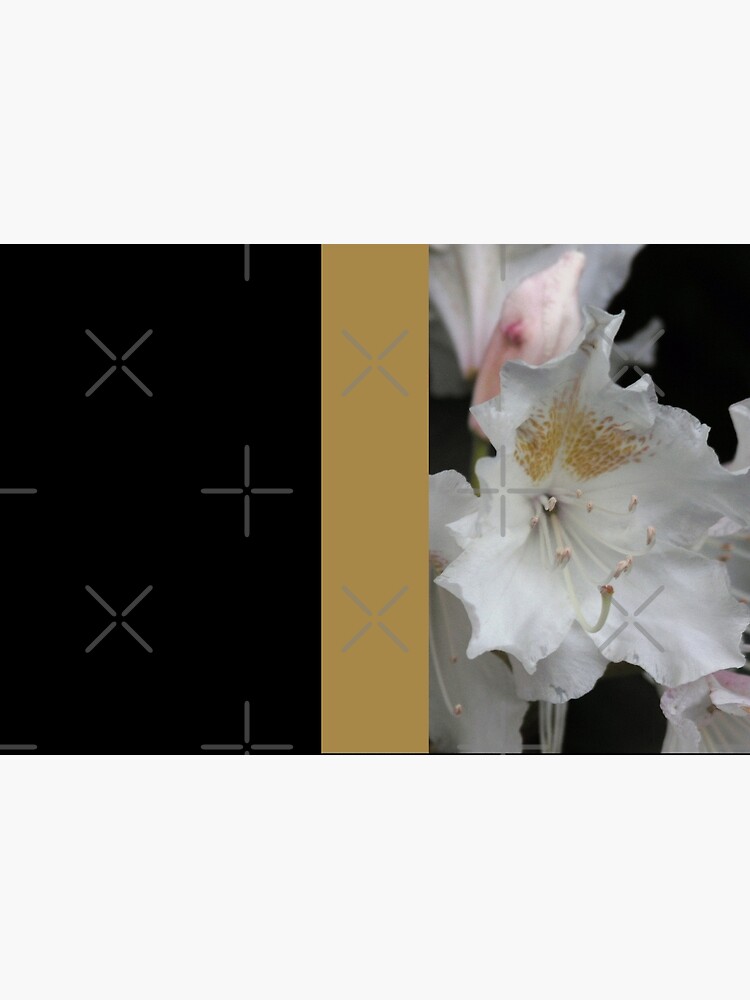 White and Gold Azaleas by Sarinilli