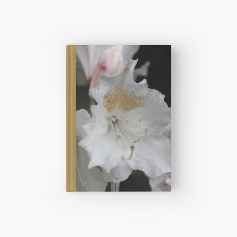 White and Gold Azaleas Hardcover Journal