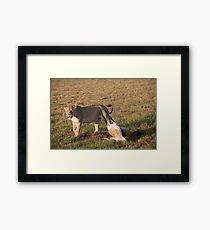 Lioness Kill Framed Print
