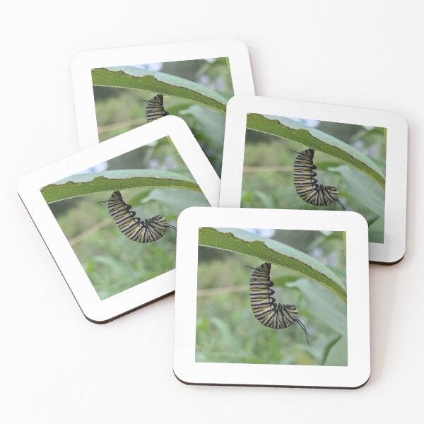 Item preview, Monarch Caterpillar about to metamorphose designed and sold by Bug Shots.