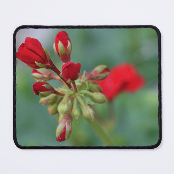 Item preview, Surviving designed and sold by Paul Pasco.