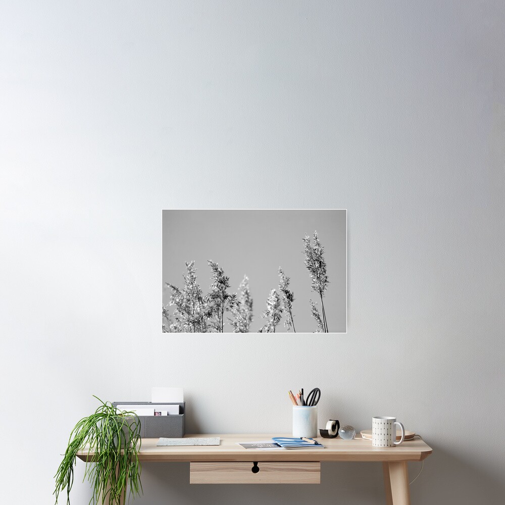 Black&White reed Poster