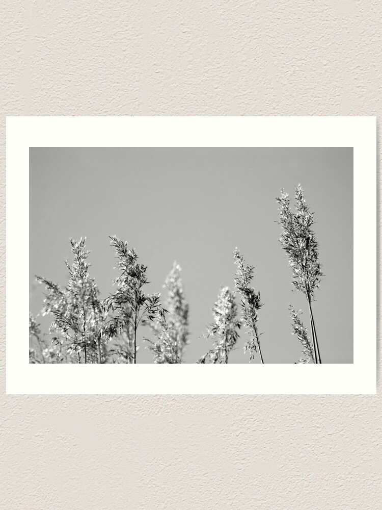 Alternate view of Black&White reed Art Print