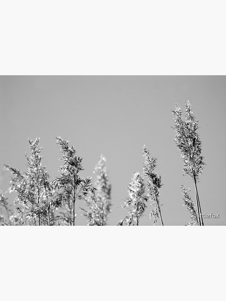 Black&White reed by littlefox