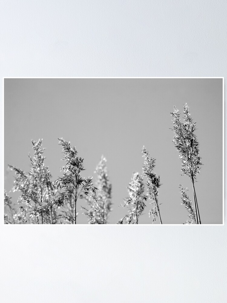 Alternate view of Black&White reed Poster