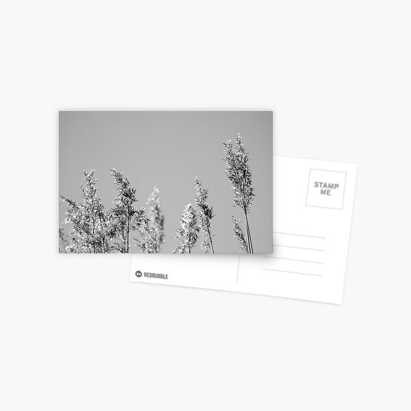 Black&White reed Postcard