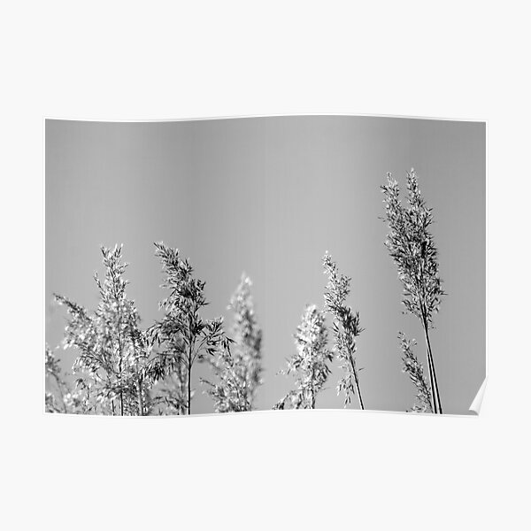 Black&White reed Poster