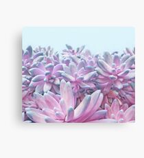 Sweet Succulents Canvas Print
