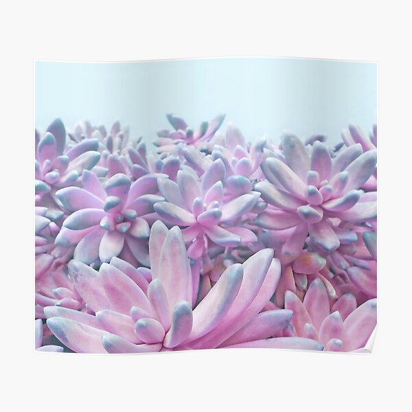 Sweet Succulents Poster