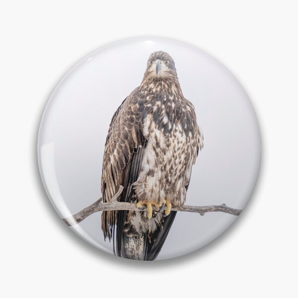 Item preview, Juvenile Bald Eagle Alaska 2 designed and sold by PhotoArt by Joan Carroll.
