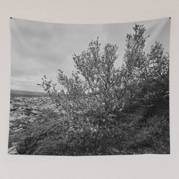 Item preview, Mountain birches. Pyha Nattanen 21 bw designed and sold by Jouko Lehto Photography.
