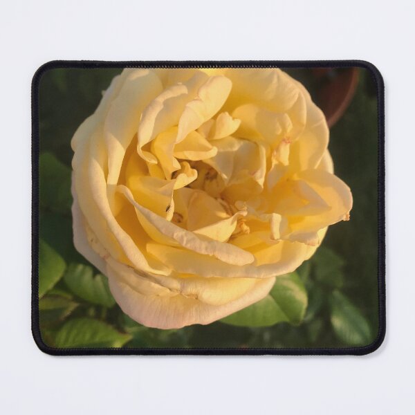 Item preview, Yellow rose designed and sold by SaltyMonster.