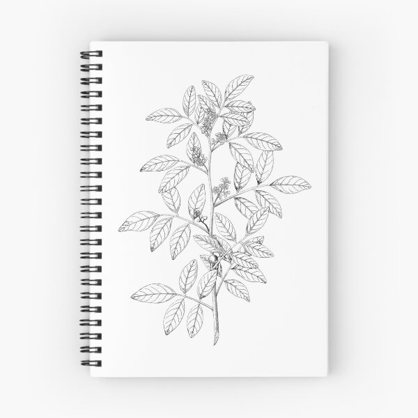 Item preview, Botanical Leaves Line Illustration designed and sold by JTNC.