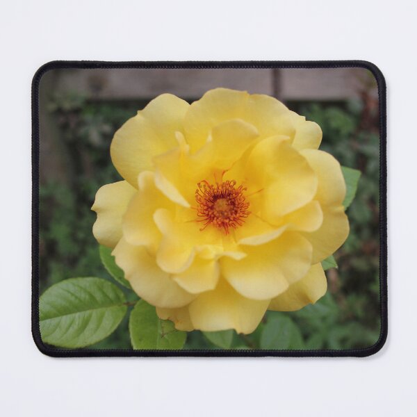 Item preview, Yellow Rose designed and sold by Vicki Spindler (VHS Photography).