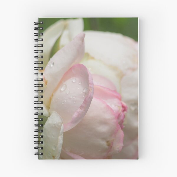 Aperçu de l'œuvre Rose rose créée et vendue par Sandra  Aguirre.