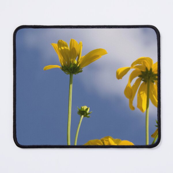 Item preview, Coneflowers from low angle  designed and sold by Cblifeisgood.