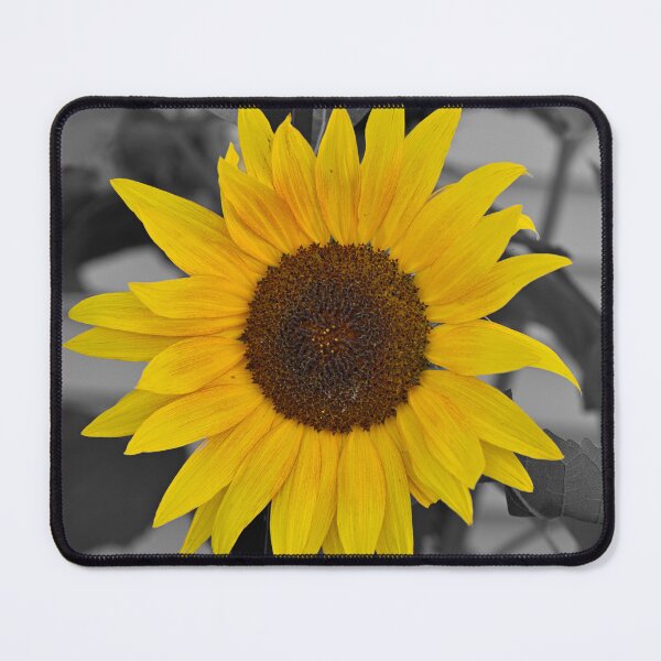 Item preview, Color isolation photo of sunflower  designed and sold by Cblifeisgood.