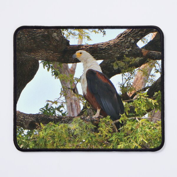 Item preview, Fish eagle, Chobe River, Botswana designed and sold by FranWest.