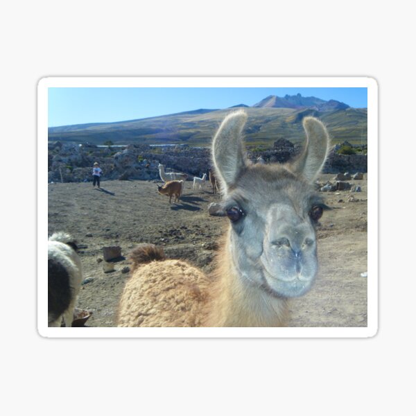 Item preview, Luscious Llama Lashes - Uyuni - Bolivia, South America designed and sold by exploramum.