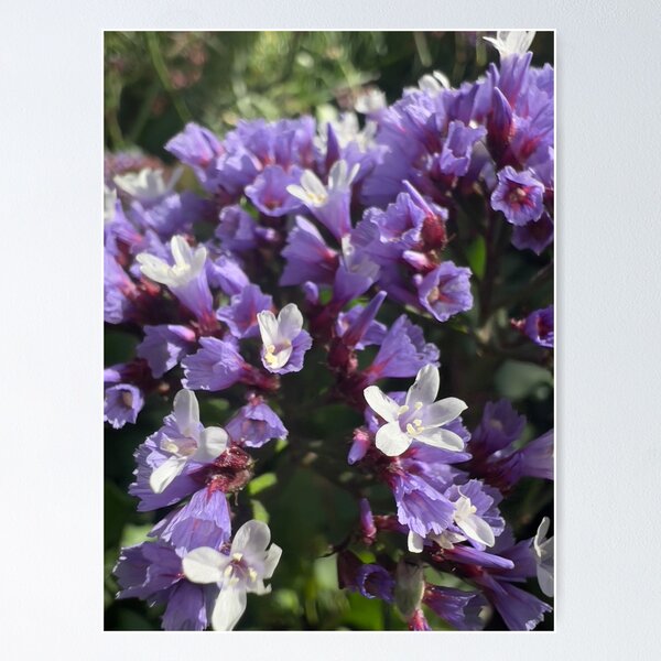 Item preview, Dea Lavender designed and sold by Betsy Phillips.