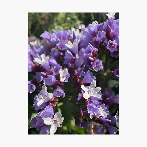 Item preview, Dea Lavender designed and sold by Betsy Phillips.