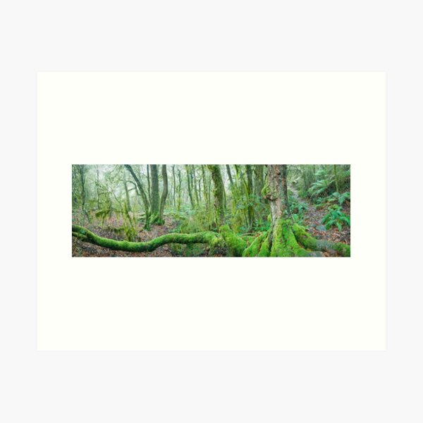 Item preview, Branching Out, New England National Park, New South Wales, Australia designed and sold by Michael Boniwell.