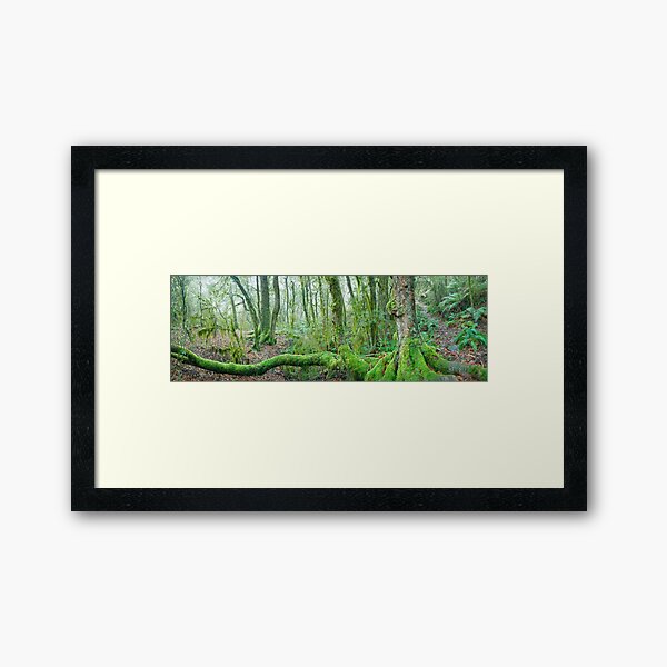 Item preview, Branching Out, New England National Park, New South Wales, Australia designed and sold by Michael Boniwell.
