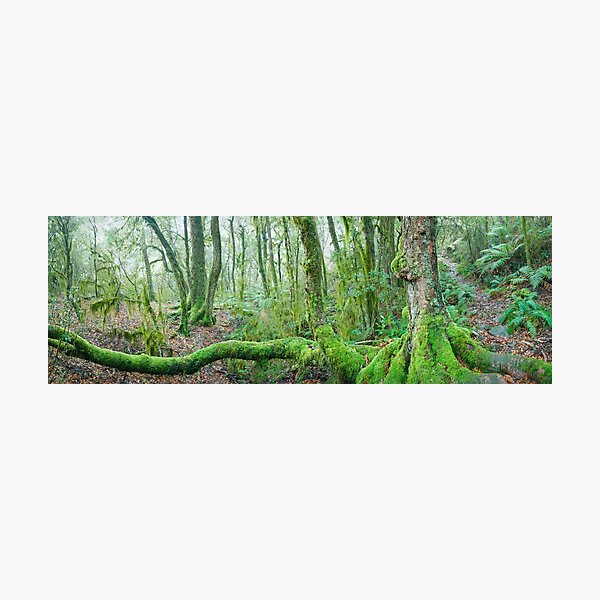 Item preview, Branching Out, New England National Park, New South Wales, Australia designed and sold by Michael Boniwell.