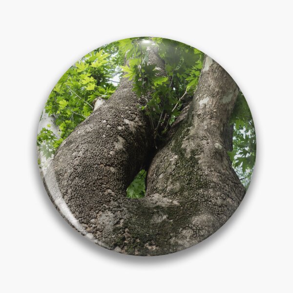 Item preview, The Rough Bark of a Mighty Sycamore Tree designed and sold by Georgia Mizuleva.