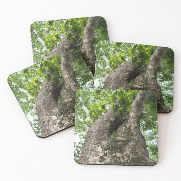 Item preview, The Rough Bark of a Mighty Sycamore Tree designed and sold by Georgia Mizuleva.