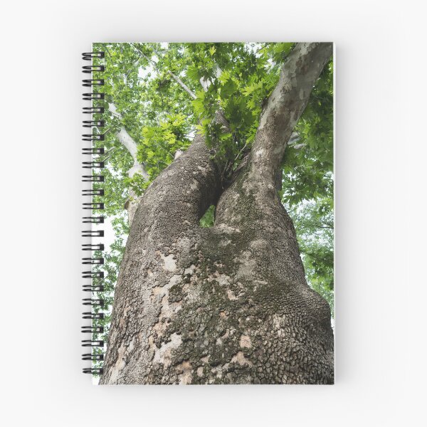 Item preview, The Rough Bark of a Mighty Sycamore Tree designed and sold by Georgia Mizuleva.