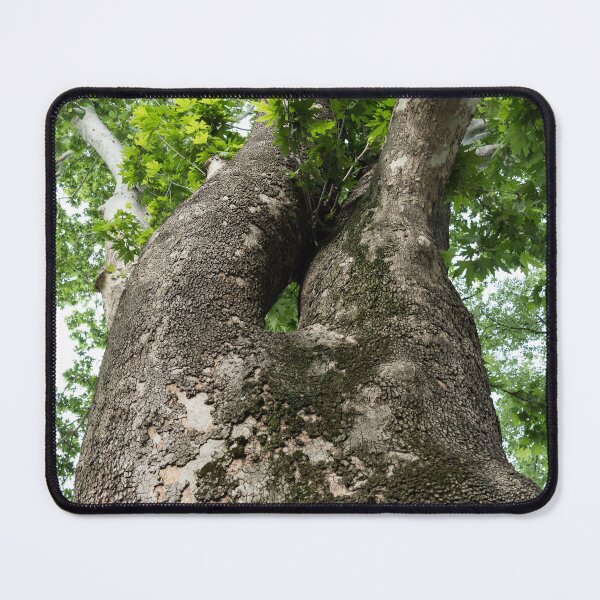 Item preview, The Rough Bark of a Mighty Sycamore Tree designed and sold by Georgia Mizuleva.